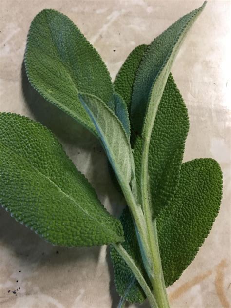 Is this SAGE? in the Plant ID forum - Garden.org