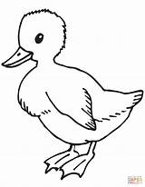 Cute Duckling coloring page  Free Printable Coloring Pages sketch template