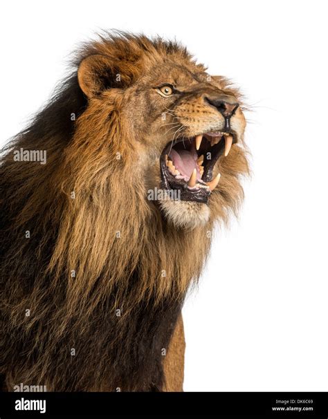 Roaring Lion Head High Resolution Stock Photography and Images - Alamy