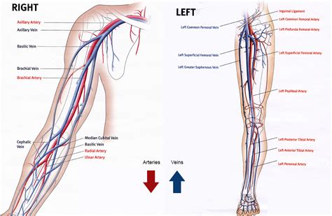 What Is Vascular Surgery? – Fraser Valley Vascular