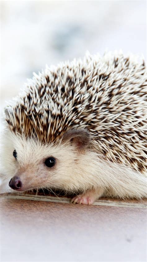 Adorable Hedgehog Wallpaper - iPhone, Android & Desktop Backgrounds in 2020 | Wild animal ...