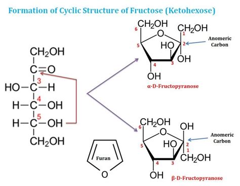 Monosaccharides Short Lecture Notes | EasyBiologyClass