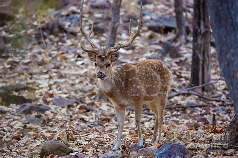 Chital Deer, India Photograph by B. G. Thomson - Fine Art America