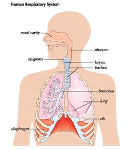 diaphragm - Students | Britannica Kids | Homework Help