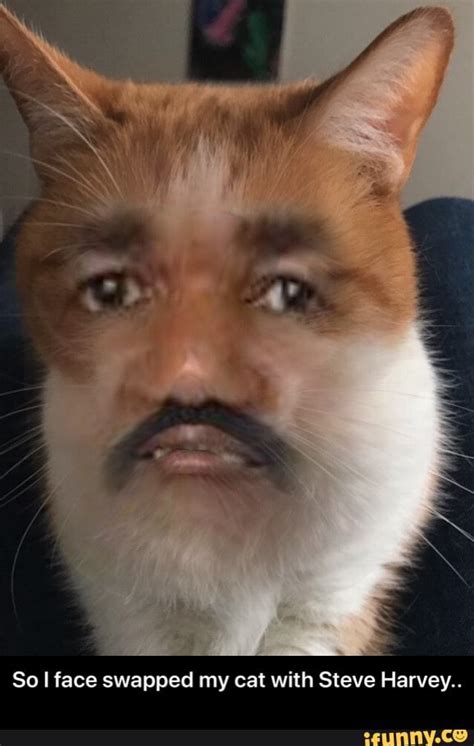 So Iface swapped my cat with Steve Harvey,. - So I face swapped my cat ...