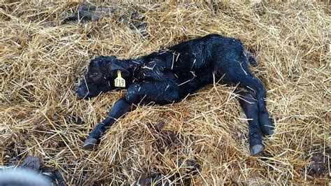 Scours a Problem in N.D. Calves | TSLN.com