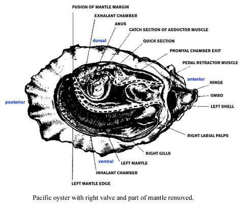 Oyster Diagrams