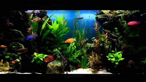 lake tanganyika cichlids | Cichlids, African cichlids, Cichlid tank