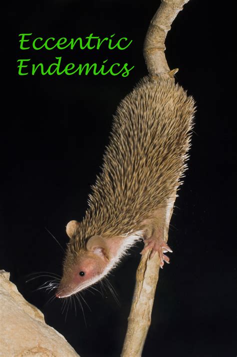 Lesser Hedgehog Tenrec - Nick Garbutt: Nick Garbutt On Line