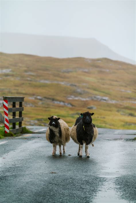 Faroe Islands Travel Guide: the ultimate 10 recommendations - Nathalie ...