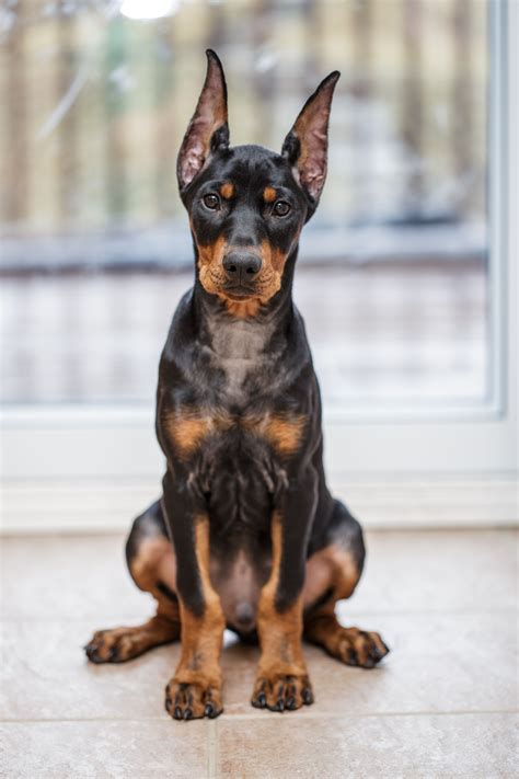 88+ Doberman Pinscher Cut Ears - l2sanpiero