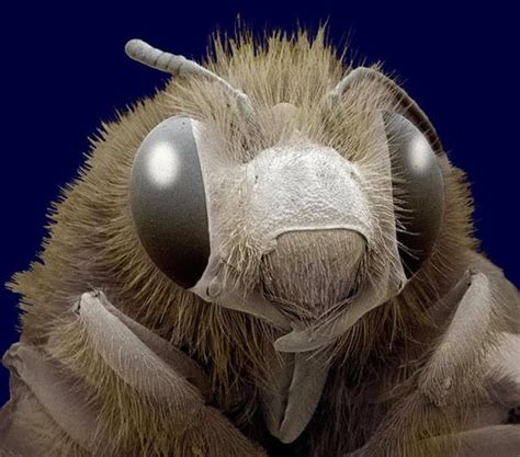 HoneyBee head Microscope Pictures, Scanning Electron Microscope, Macro ...