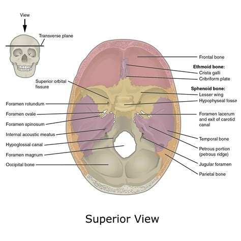 Image | Radiopaedia.org