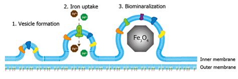 Team:Kyoto/Project/Magnetosome Formation - 2014.igem.org