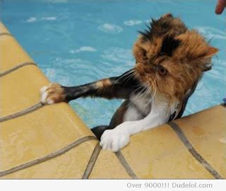 Awetya: Images Turkish van cat swimming pictures gallery 2012