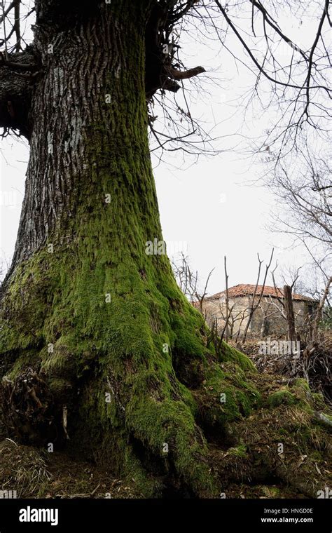 Old Chestnut Tree High Resolution Stock Photography and Images - Alamy