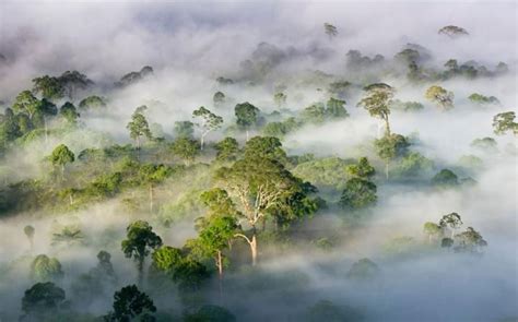 Animals in the wild: wildlife around the world | Danum valley conservation area, Aerial view ...