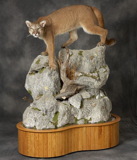 Mountain Lion Cougar Taxidermy Mounts,Mountain Lion Cougar Taxidermist ...