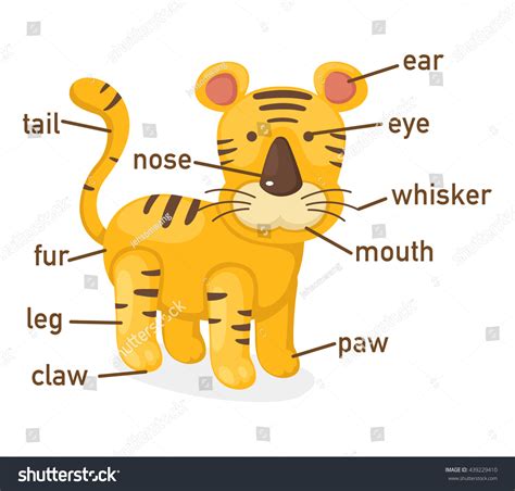 Illustration Tiger Vocabulary Part Body: vector de stock (libre de ...