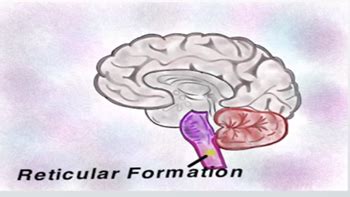 Reticular Formation Location