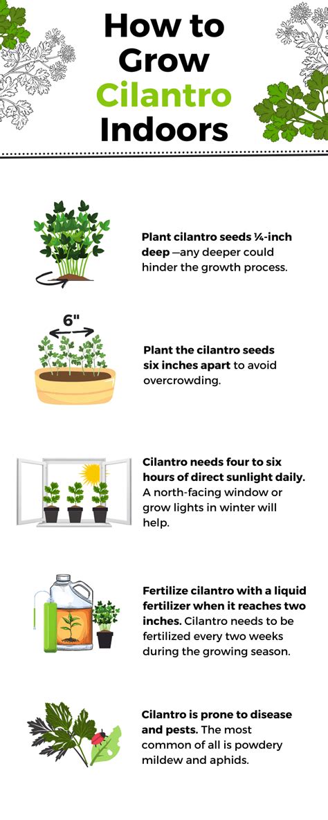 How To Grow Cilantro Indoors | Harper's Nurseries