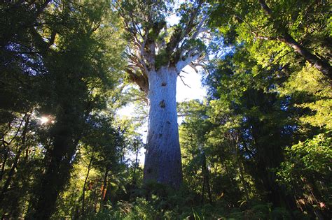 Waipoua Forest Trust, New Zealand – WardEnvironment