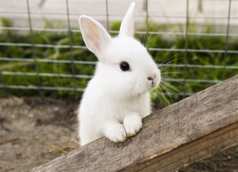 Cute Bunny Names: 500+ Adorable Names For Fluffy Rabbits | My Pet's Name