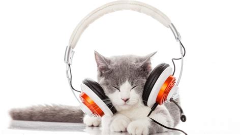 This Music is Scientifically Proven to Make Your Cat Happy—and the UK ...