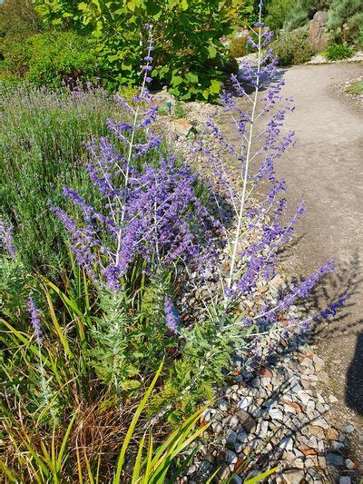 Best Russian sage companion plants That Go Well and What to Avoid : With its tall wispy wands of ...