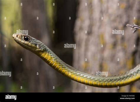 Eastern Yellow-bellied Racer (Coluber constrictor flaviventris) from ...