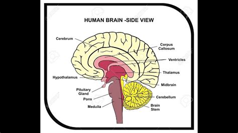 Simple Brain Diagram