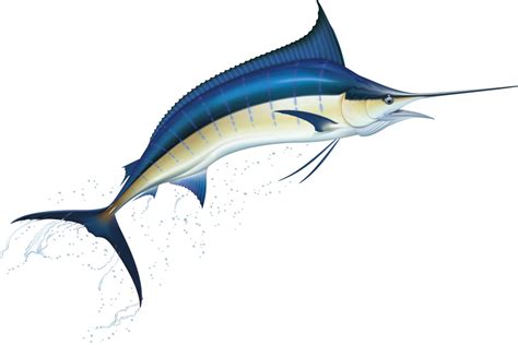 Blue Marlin Drawing at GetDrawings | Free download