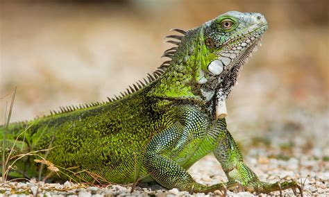 Nearly 1.5 million green iguanas killed since culling began - Cayman Compass