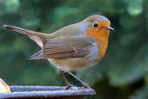 Bird Robin Erithacus Rubecula - Free photo on Pixabay - Pixabay