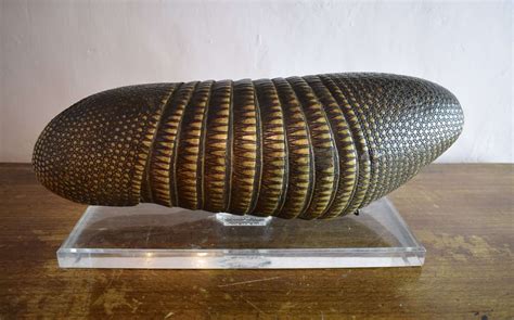 Antique Nine Banded Armadillo Shell