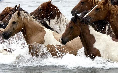 Chincoteague Pony - Alchetron, The Free Social Encyclopedia