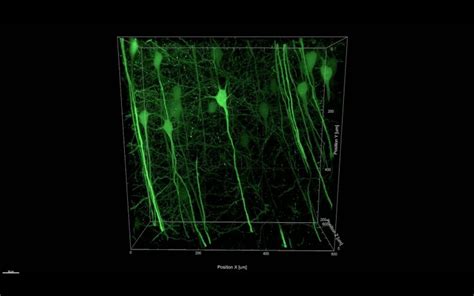 Scientists Armed With Lasers Capture 3D Images of Neurons 'Firing' in ...