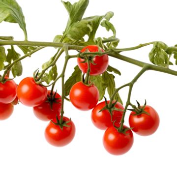 3d Fresh Tasty Tomato Plant Transparent Background, Fresh Tasty Tomato ...