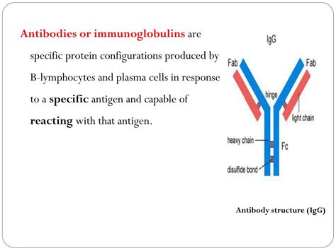 PPT - Antigen-antibody reaction PowerPoint Presentation, free download ...