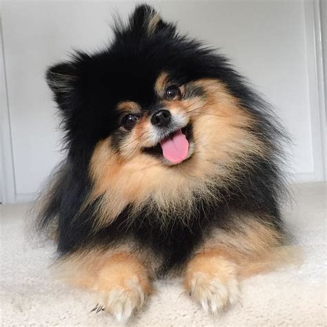 nuestro yeontan 💖💖 | Pomeranian puppy training, Pomeranian dog, Cute ...