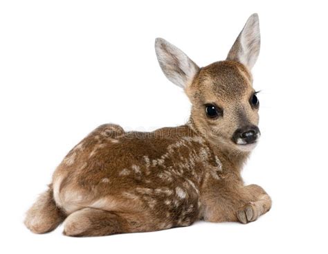 Roe Deer Fawn - Capreolus Capreolus (15 Days Old) Royalty Free Stock Photography - Image: 10350197