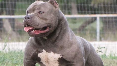 How to Make Your Pitbull Muscular? - TheDogCafé