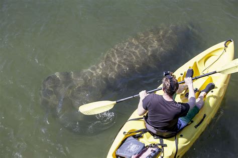 10 Best Places To Kayak With Manatees In Florida