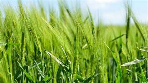 Free photo: Green Wheat - Agriculture, Wheat, Summer - Free Download - Jooinn