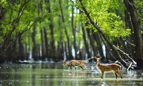 Sundarban, Bangladesh — by tourismlandscapes | Mangrove forest, World heritage sites, Wildlife ...