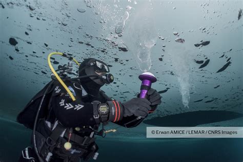 Formation d'une brinicle observée dans le fjord Young Sund, au Groenland | CNRS Images