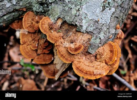 Mushrooms growing on dead tree trunk Stock Photo - Alamy