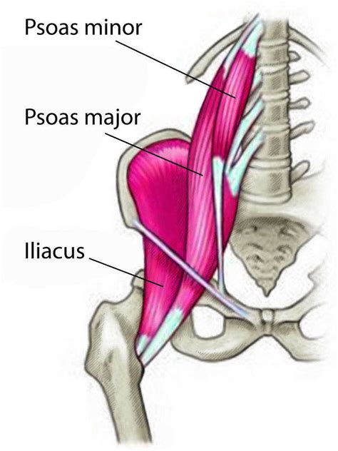 [Figure, Psoas Major and Minor Muscles and Iliacus Muscle. Contributed ...