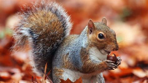 How do squirrels find their nuts in the winter?