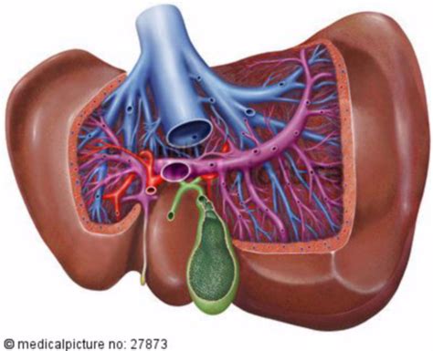 14+ Anatomy Hepar Gif